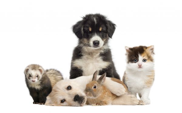 Littleton Pets