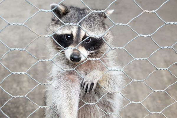 Littleton Wildlife Removal