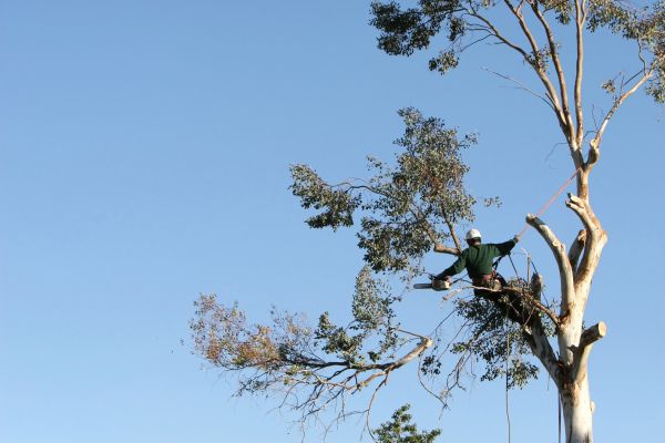 Littleton Tree Trimming