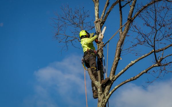 Littleton Tree Removal